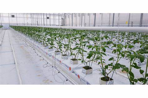 water bucket for plants